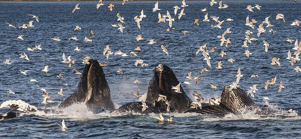 Feb0514 Poster featuring the photograph Humpback Whales Feeding With Gulls #1 by Flip Nicklin