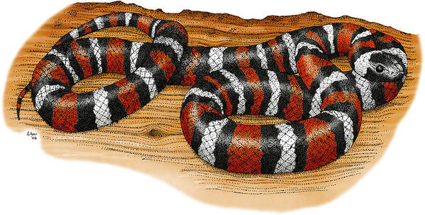 Art Poster featuring the photograph Mountain Kingsnake #1 by Roger Hall