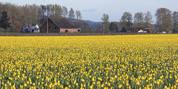 Tulips Poster featuring the photograph Tulips and Barn #1 by Bob Stevens
