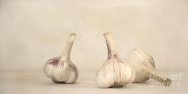 White Poster featuring the photograph Fresh Garlic #2 by Priska Wettstein