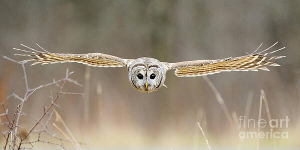 Barred Owl Poster featuring the photograph Barred Owl In Flight #5 by Scott Linstead