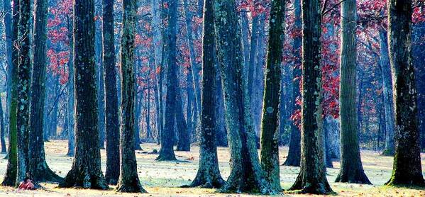 Trees Poster featuring the photograph A Gathering of Trees by Angela Davies