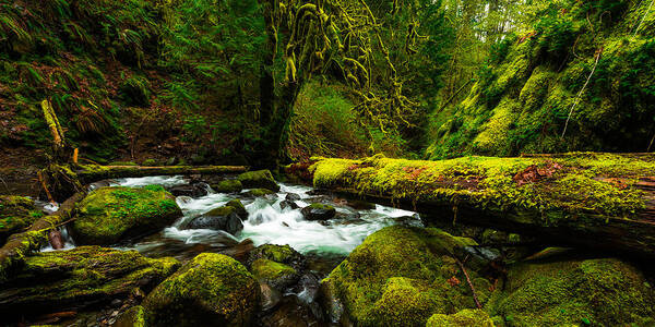 Northwest Poster featuring the photograph American Jungle by Chad Dutson