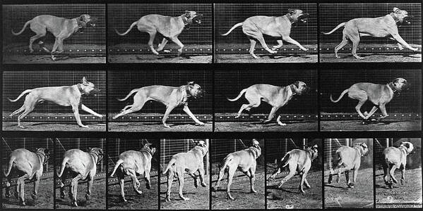 1880s Poster featuring the photograph Animal Locomotion, Dog Running, 1887 by Wellcome Images