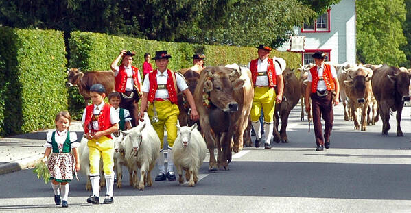 Switzerland Poster featuring the photograph Appenzell Parade of Cows by Ginger Wakem
