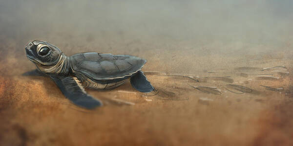 Sea Turtle Poster featuring the digital art Baby Turtle by Aaron Blaise