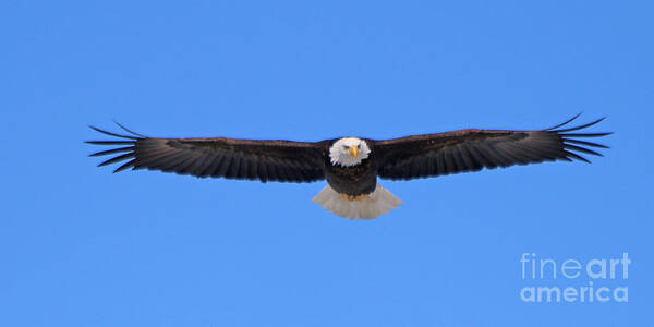 Bald Eagle Poster featuring the photograph Bald Eagle 3769 by Jack Schultz