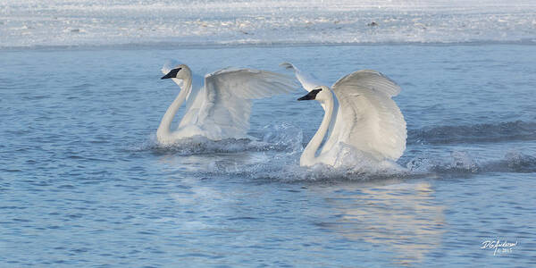 Trumpeter Swans Poster featuring the photograph Beauty in motion by Don Anderson