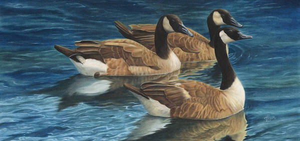 Canadian Geese Poster featuring the painting Biding Time by Tammy Taylor