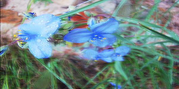 Blue Poster featuring the photograph Brilliant Blue Flowers by Cathy Anderson