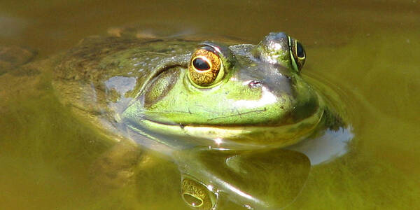 Bullfrog Poster featuring the photograph Bullfrog Profile View by Natalie Rotman Cote
