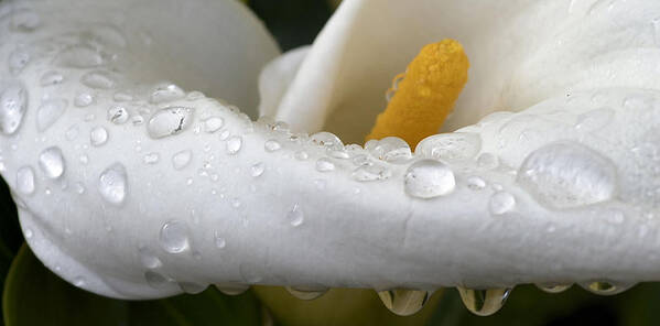 Calla Poster featuring the photograph Calla Lily with Raindrops by Nadalyn Larsen