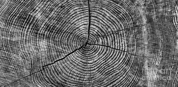 Tree Rings Poster featuring the photograph Circles of Time by Tim Gainey