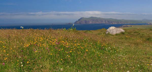 Clogher Beach Poster featuring the photograph Dingle Wildflowers by Ryan Moyer