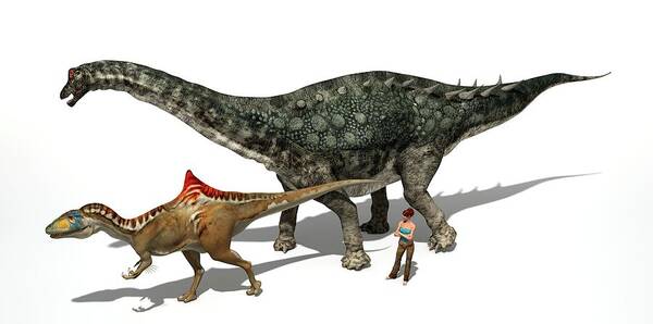 1 Poster featuring the photograph Dinosaur Comparative Sizes by Jose Antonio Peas