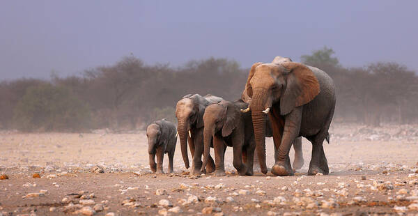 Wild Poster featuring the photograph Elephant herd by Johan Swanepoel