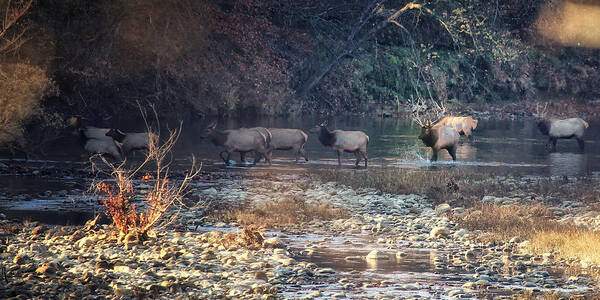 Elk Poster featuring the photograph Elk Crossing the Buffalo River by Michael Dougherty