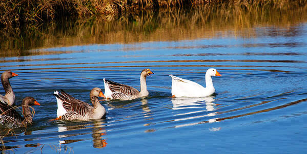 Geese Poster featuring the photograph Follow The Leader 2 by Linda Segerson