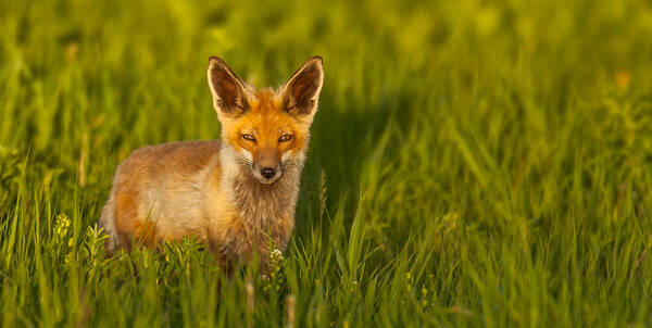  Poster featuring the photograph Fox in Grass by Kevin Dietrich