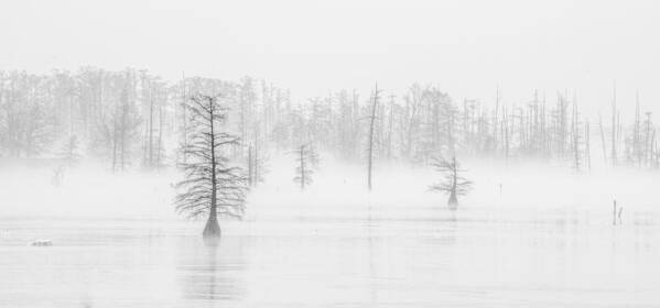 Trees In Fog Poster featuring the photograph Ghost Trees II by David Waldrop
