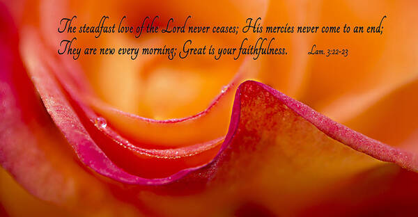 Rose Poster featuring the photograph Great Is Your Faithfulness by Mary Jo Allen