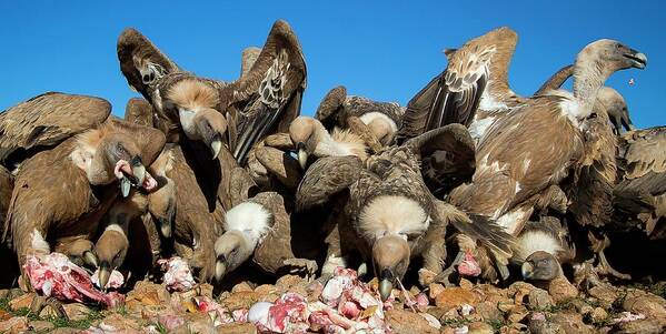 Griffon Vulture Poster featuring the photograph Griffon Vultures Feeding by Nicolas Reusens