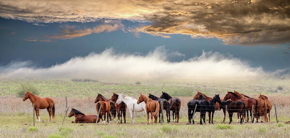 Horse Poster featuring the photograph Horses by Chechi Peinado