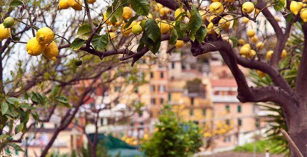 Riomaggiore Poster featuring the photograph Italian Lemon Grove by Mike Reid