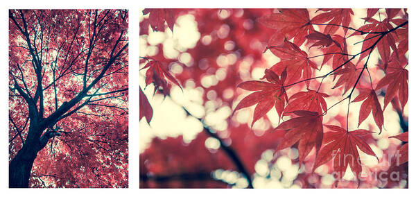Autumn Poster featuring the photograph Japanese Maple Collage by Hannes Cmarits