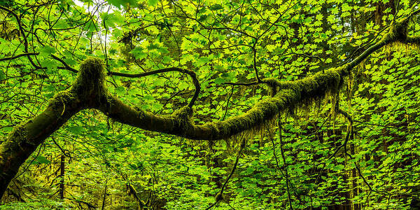 Tree Poster featuring the photograph Lush by Chad Dutson