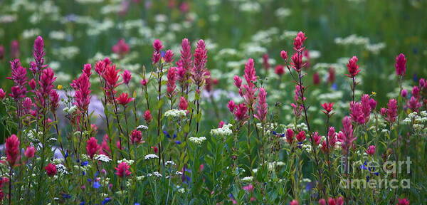 Indian Paintbrush Poster featuring the photograph Nature's Front Row by Marty Fancy