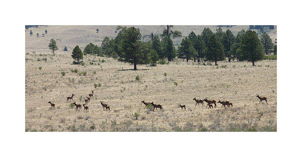 Wild Life Photography By Jack Pumphrey Poster featuring the photograph New Mexico Elk Herd by Jack Pumphrey