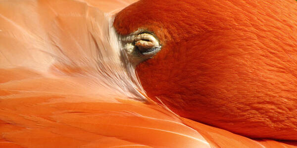 Flamingo Poster featuring the photograph Flamingo Orange Eye by Bob Slitzan