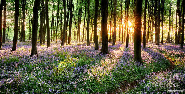 Flower Poster featuring the photograph Sunrise path through bluebell woods by Simon Bratt