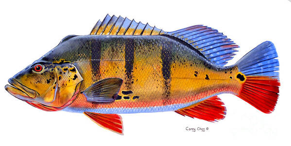 Peacock Bass Poster featuring the painting Peacock Bass by Carey Chen