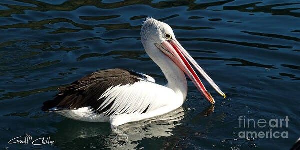 Aussie Poster featuring the photograph Pelican Closeup by Geoff Childs