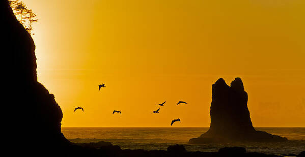 La Push Poster featuring the photograph Pelicans on the Wing II by Greg Reed