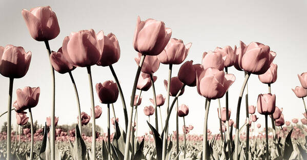 Tulips Poster featuring the photograph Pink Rose Tulips by Athena Mckinzie