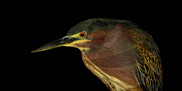 Green Heron Poster featuring the photograph Portrait of a green heron by Stuart Harrison