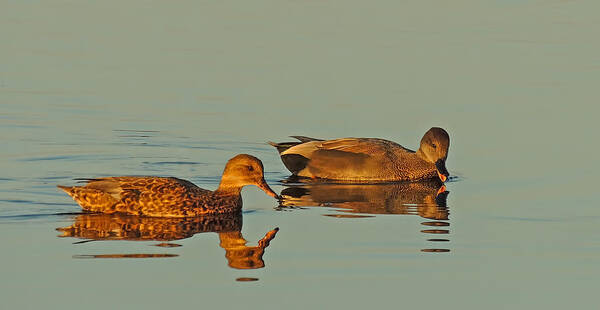 Nature Poster featuring the photograph Quack by Robert Mitchell