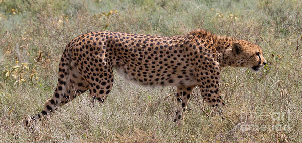 Cheetahs Poster featuring the photograph Red Cheetah by Chris Scroggins
