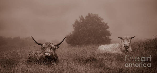 Linsey Williams Poster featuring the photograph Resting Beasts by Linsey Williams