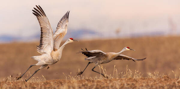 Sandhill Cranes Poster featuring the photograph Return to Yampa Valley by Kevin Dietrich