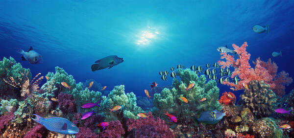 Photography Poster featuring the photograph School Of Fish Swimming Near A Reef by Panoramic Images
