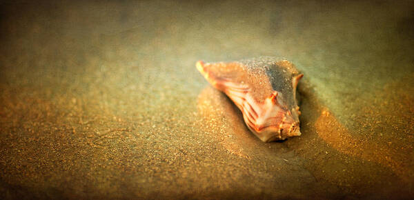 Landscape Poster featuring the photograph Seashell by Joye Ardyn Durham
