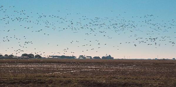 Geese Poster featuring the photograph Snow geese in Gueydan by Barry Bohn