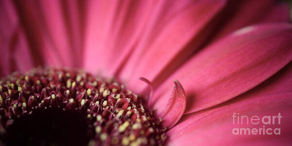 2x1 Poster featuring the photograph Soft Pink Gerbera Blossom by Hannes Cmarits
