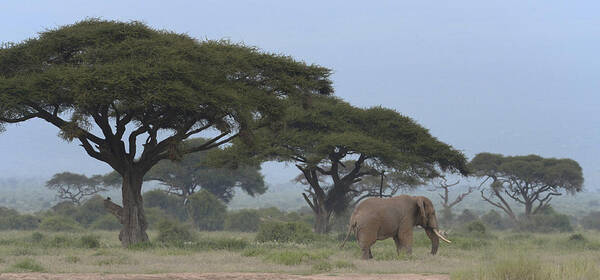 Nature Poster featuring the photograph Solitary Elephant by Claudio Bacinello