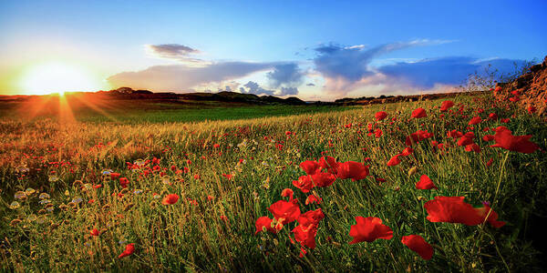 Tranquility Poster featuring the photograph Spain, Menorca, Field Of Poppy Flowers by Westend61