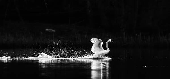 Swans Poster featuring the photograph Take Off by Rose-Maries Pictures